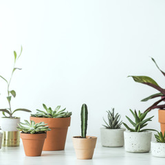 Modern composition of home garden with different plants in red clay pots on the marble shelf. Concept of copy space in design room.