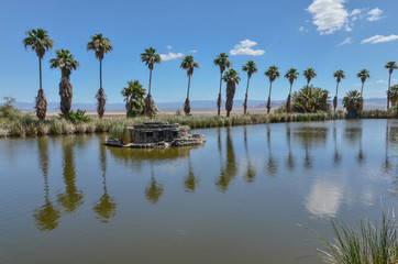 Fototapeta na wymiar palms along Lake Tuendae in Zzyzx (Soda Springs) Mojave National Preserve, San Bernardino County, California
