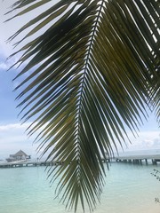 Fototapeta na wymiar palm tree on beach
