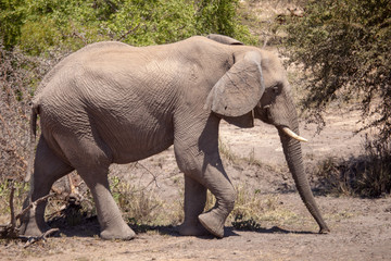 afrika elefant - 238082522
