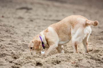 Fototapeten Labradorpup wroet in het zand © photoPepp