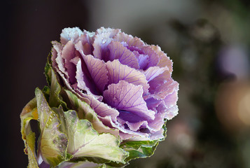 Cabbage Flower Details 