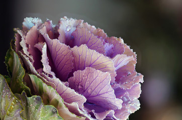 Cabbage Flower Details 