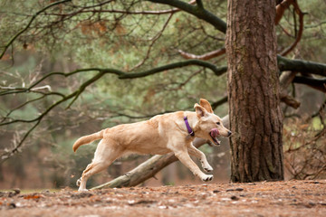Labrador pup rent door het bos.