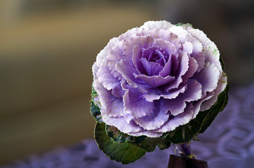 Cabbage Flower Details 
