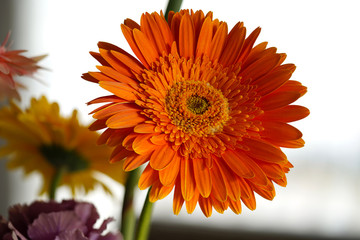 Orange Daisy Flower Gerbera