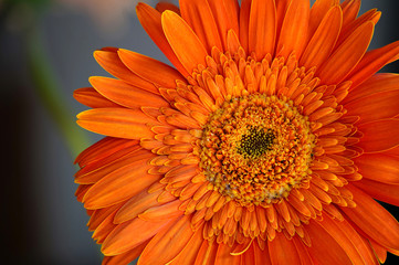 Orange Daisy Flower Gerbera