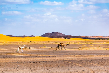 Berber man leading camel caravan, Merzouga, Sahara Desert, Morocco