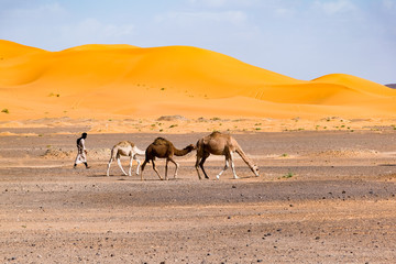 Berber man leading camel caravan, Merzouga, Sahara Desert, Morocco in Africa