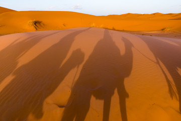 Long shadows of camel caravan, Erg Chebbi, Sahara desert, Merzouga, Morocco