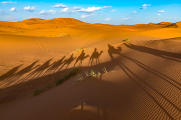 Fototapeta na wymiar Long shadows of camel caravan, Erg Chebbi, Sahara desert, Merzouga, Morocco, Africa