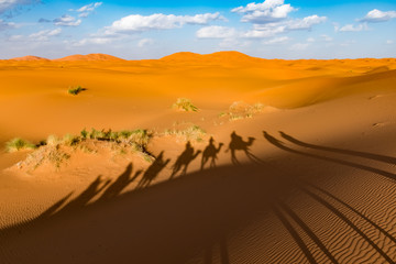 Long shadows of camel caravan, Erg Chebbi, Sahara desert, Merzouga, Morocco, Africa