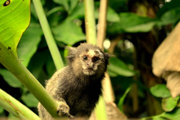 Sagui.