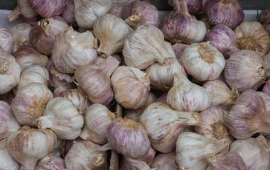 Pile of garlic background.