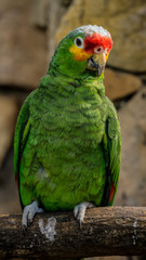 parrot on a branch