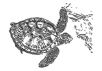 Fototapeta premium vector illustration of sea turtle
