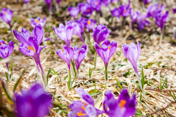 Blossom purple crocus flowers