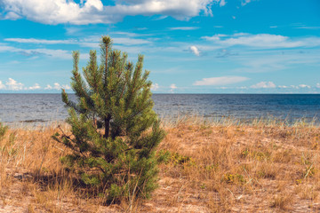 Fototapeta na wymiar Baltic sea landscape grass pine sky clouds