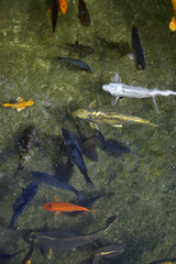 Goldfish in a asian lake