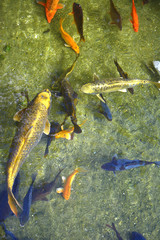 Goldfish in a asian lake
