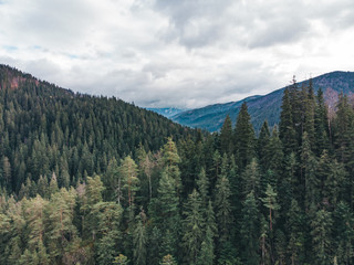 aerial view of forest in mountains. cloudy weather. landscape