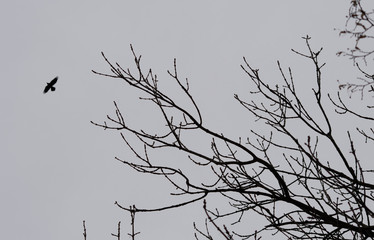 Kreativer Background. Baum und Vogel auf grauem Hintergrund.