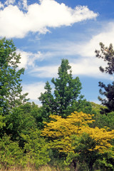 Gold Tree with Clouds