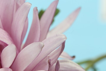 Fototapeta premium pink flower