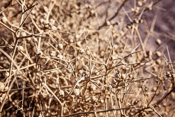 Dry dangerous thorn bush