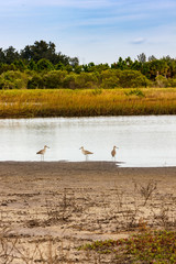 Three willet on shoreline of  pond in conservation area