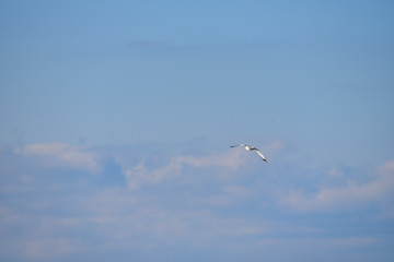Naklejka na ściany i meble Seagull flying in the clouds
