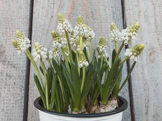 Plastic pot with beautiful white flowers on the background of wooden boards