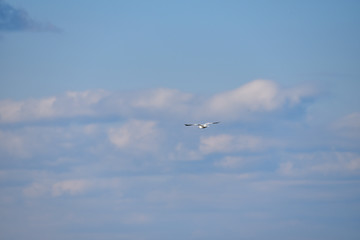 Soaring through the sky