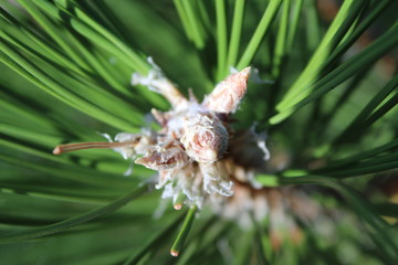 pine cone 