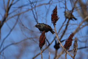 Starling eating berries