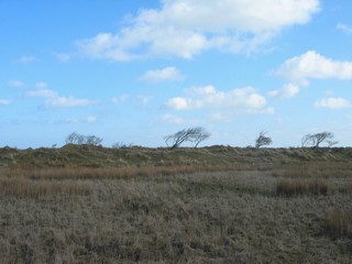 Kahle Bäume in den Dünen der Nordseeinsel Schiermonnikoog (Provinz Friesland, Niederlande)