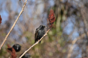 Starling on a Branch