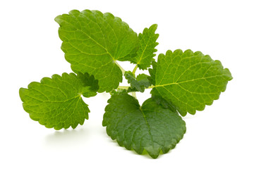 Mint leaf close up on a white background.
