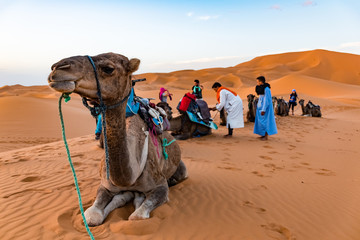 MERZOUGA, MOROCCO - August 02: A Berber male guide in traditional dress training a young male camel...