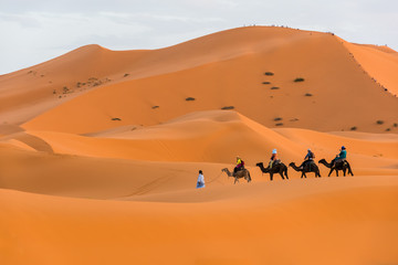 Fototapeta na wymiar Berber man leading camel caravan, Merzouga, Sahara Desert, Morocco in Africa