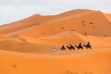 Fototapeta na wymiar Berber man leading camel caravan, Merzouga, Sahara Desert, Morocco in Africa