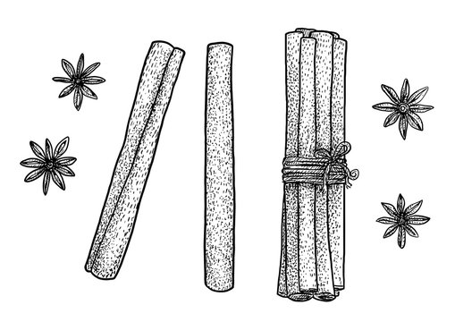 Cinnamon sticks and anise illustration, drawing, engraving, ink, line art, vector