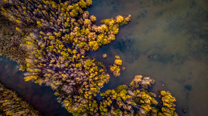 les arbres jaunes d'une forêt au milieu d'un lac, en vue aérienne