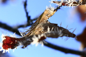 Beautiful nature in winter.