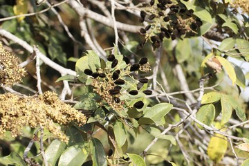 Fruits of a velvet tamarind (Dialium guineense)