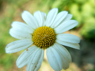 Fototapeta premium Fiori di campo, Liguria