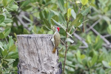 A fine spotted woodpecker (Campethera punctuligera)