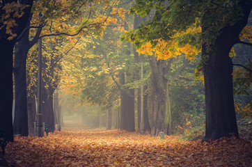 Fototapeta premium Autumn colorful tree alley in the park on a foggy day in Krakow, Poland