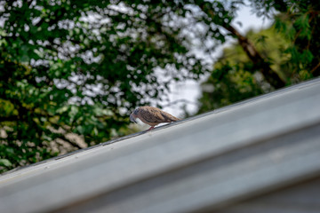 Pigeon with her head down