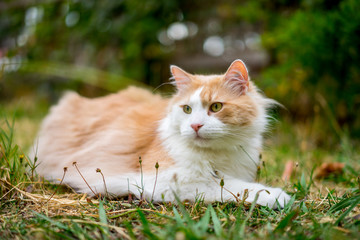 Cat in the Grass
